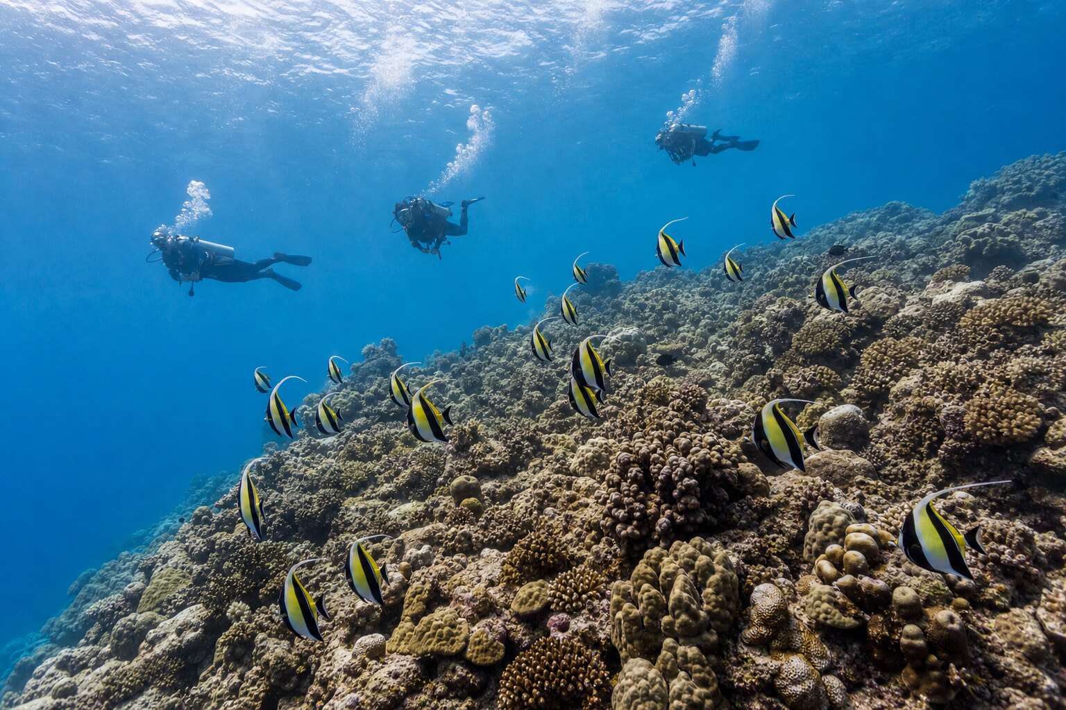 Divers and schooling bannerfish above Banana Reef