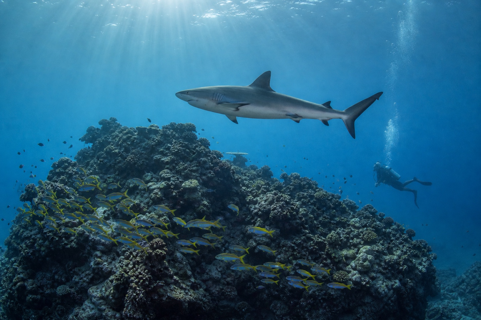 Grey reef shark cruising above the coral pinnacle at Fish Head
