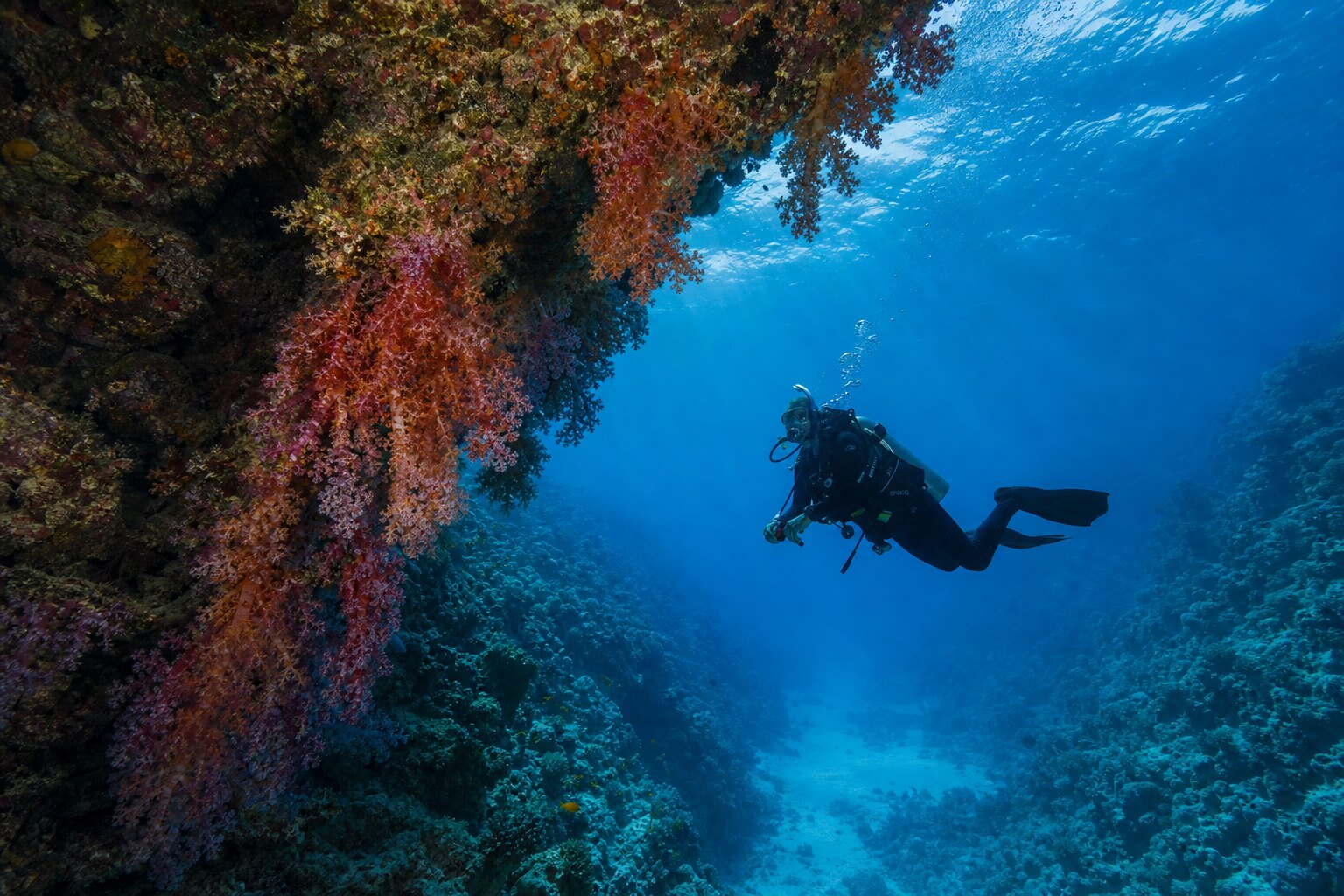 Diver beside a soft-coral overhang at Fotteyo Kandu