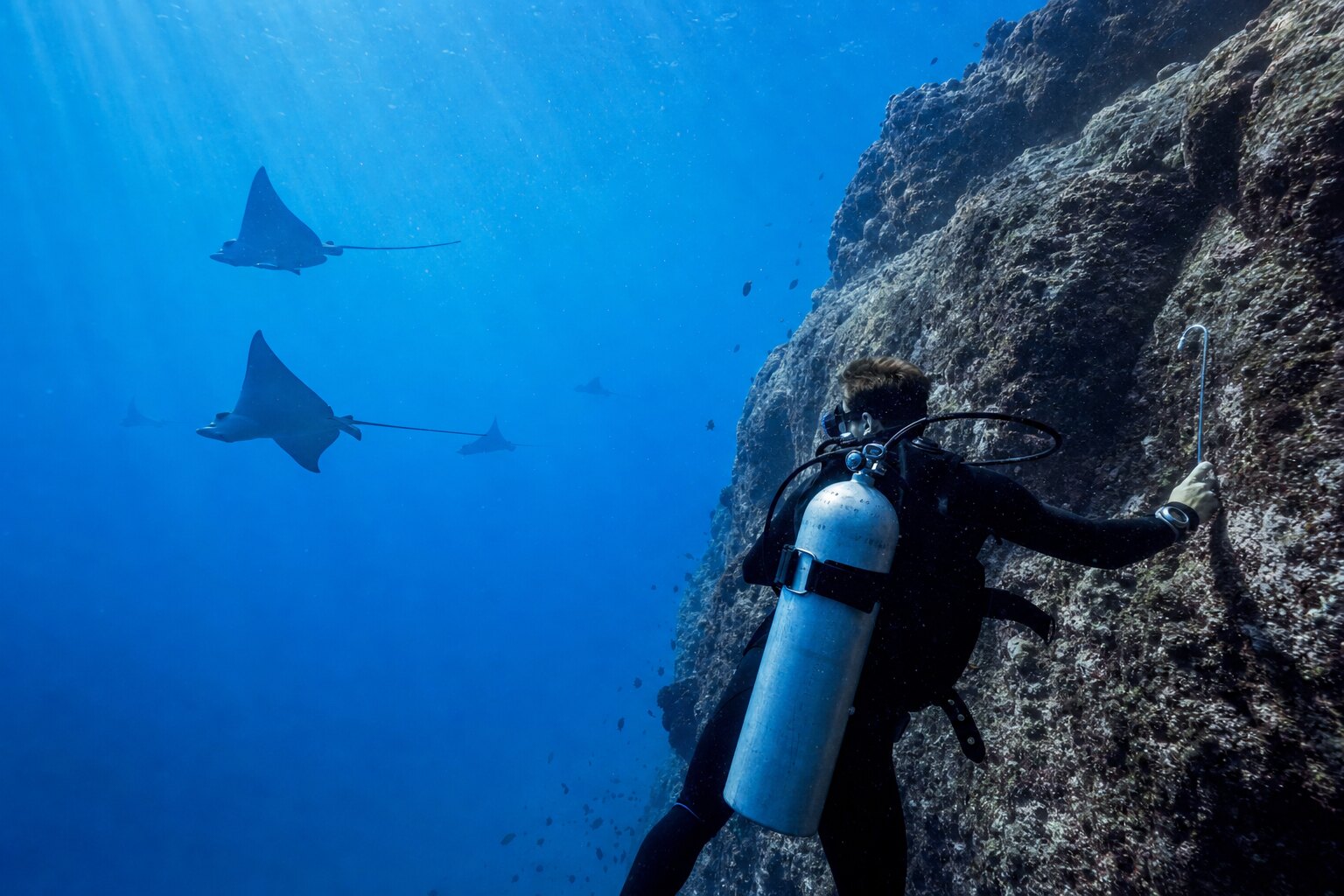 Spotted eagle rays beyond an advanced diver at Kuredu Express
