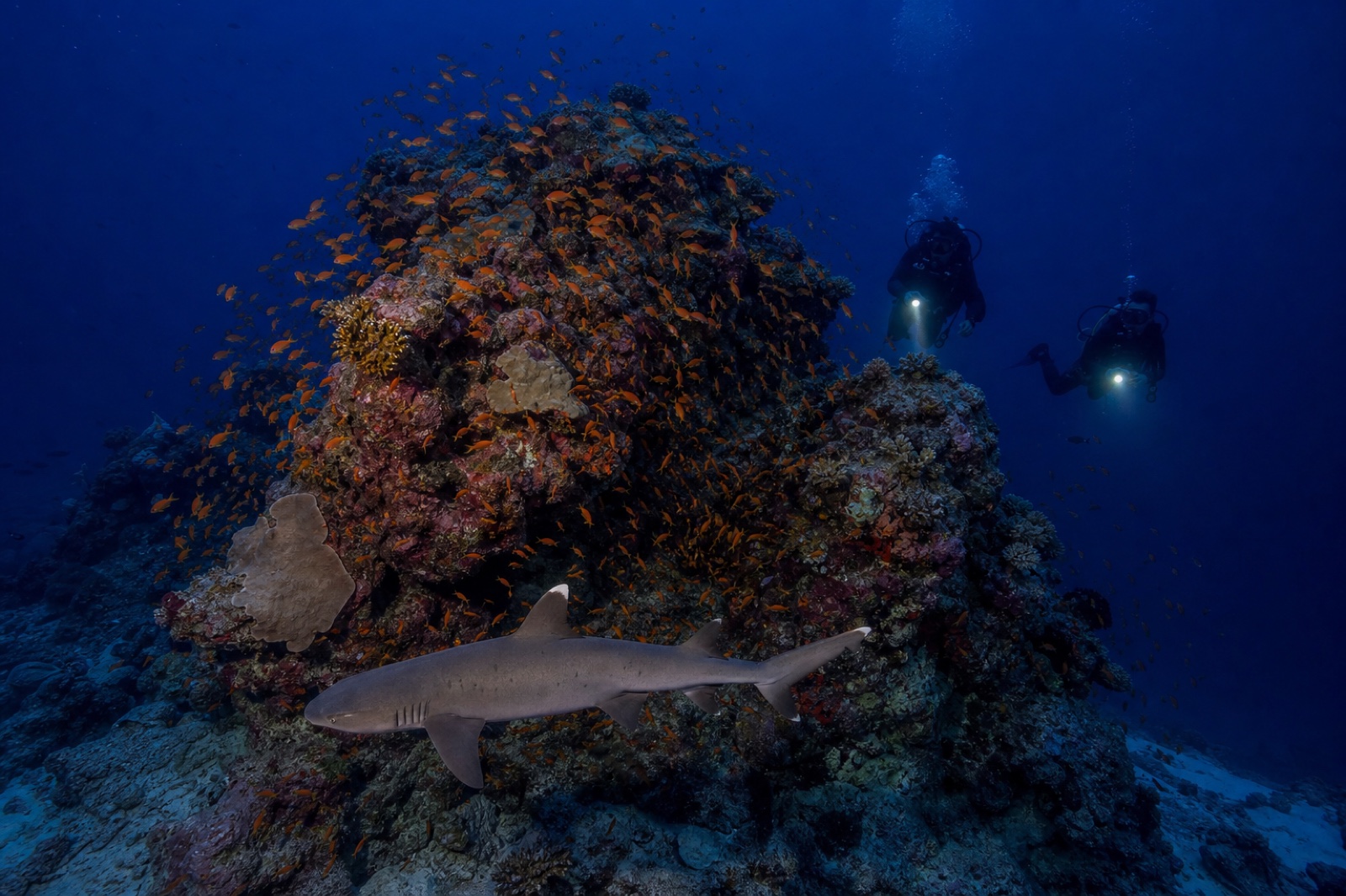 Whitetip reef shark and anthias around Maaya Thila at twilight
