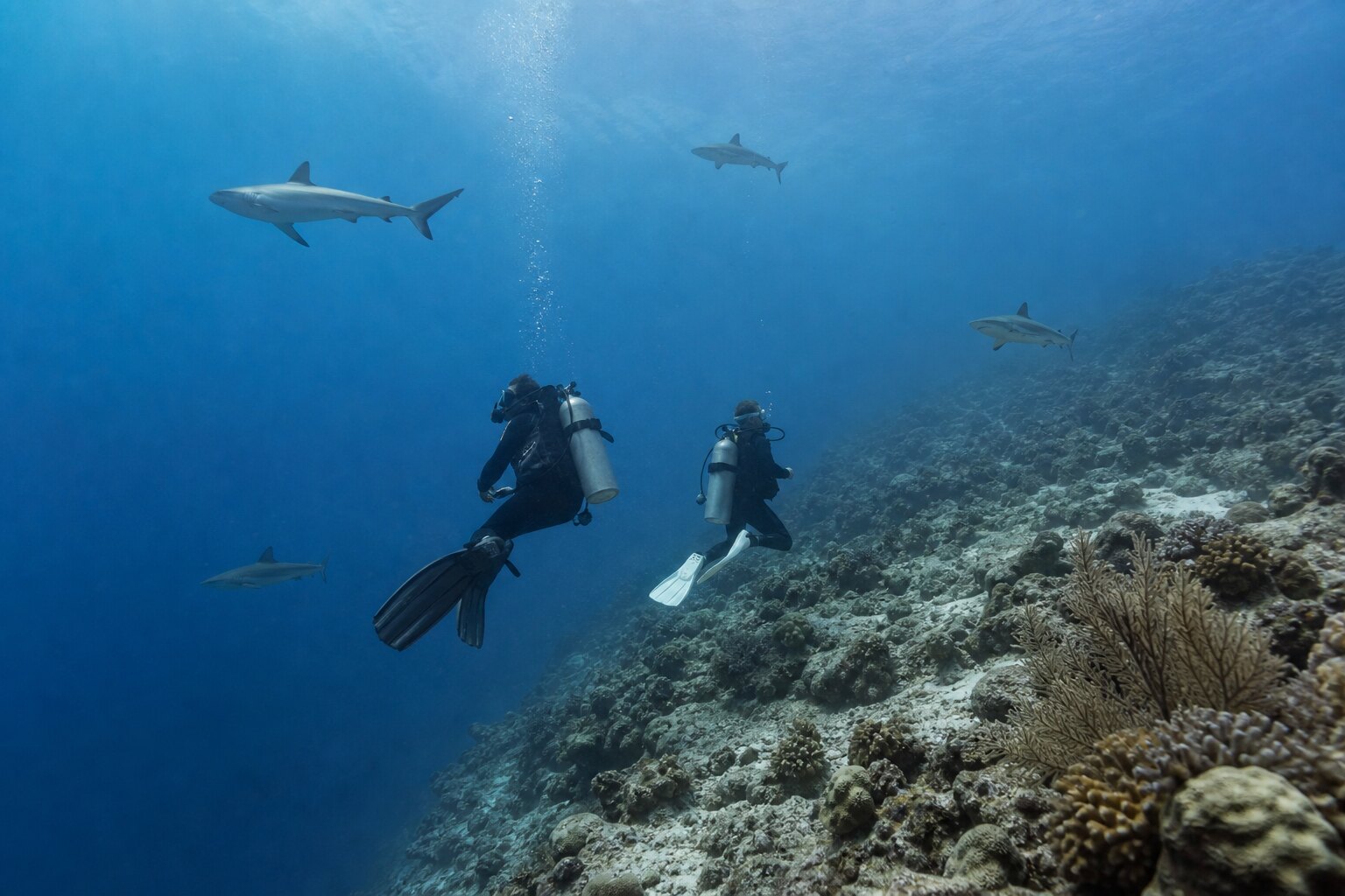 Grey reef sharks and experienced divers at the edge of Miyaru Kandu