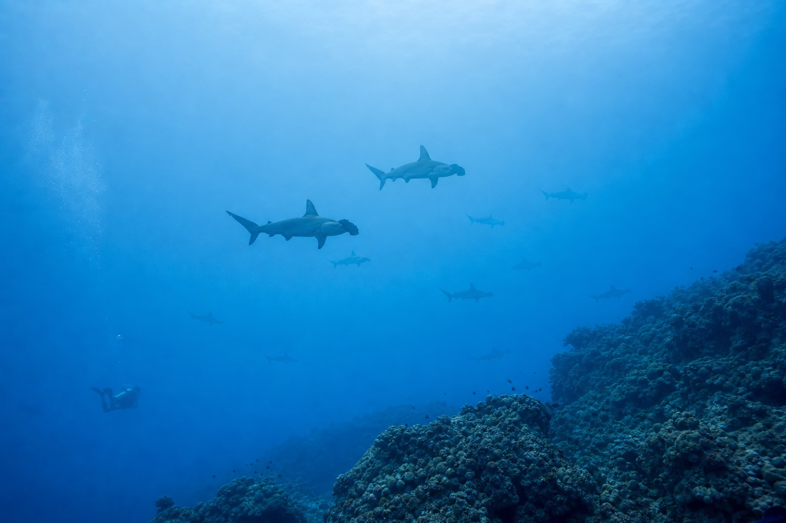 Scalloped hammerhead sharks in the blue beyond Rasdhoo Madivaru reef