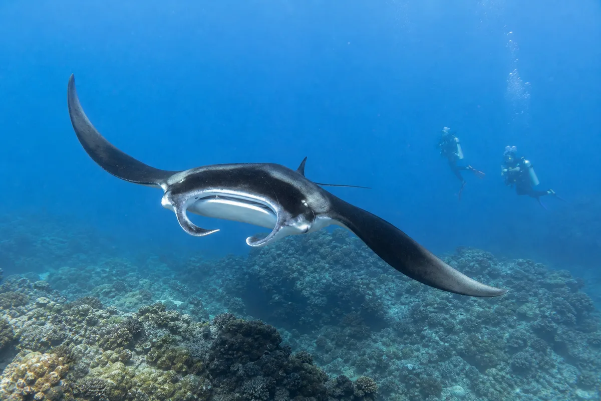 Manta ray gliding above a reef with divers at a respectful distance