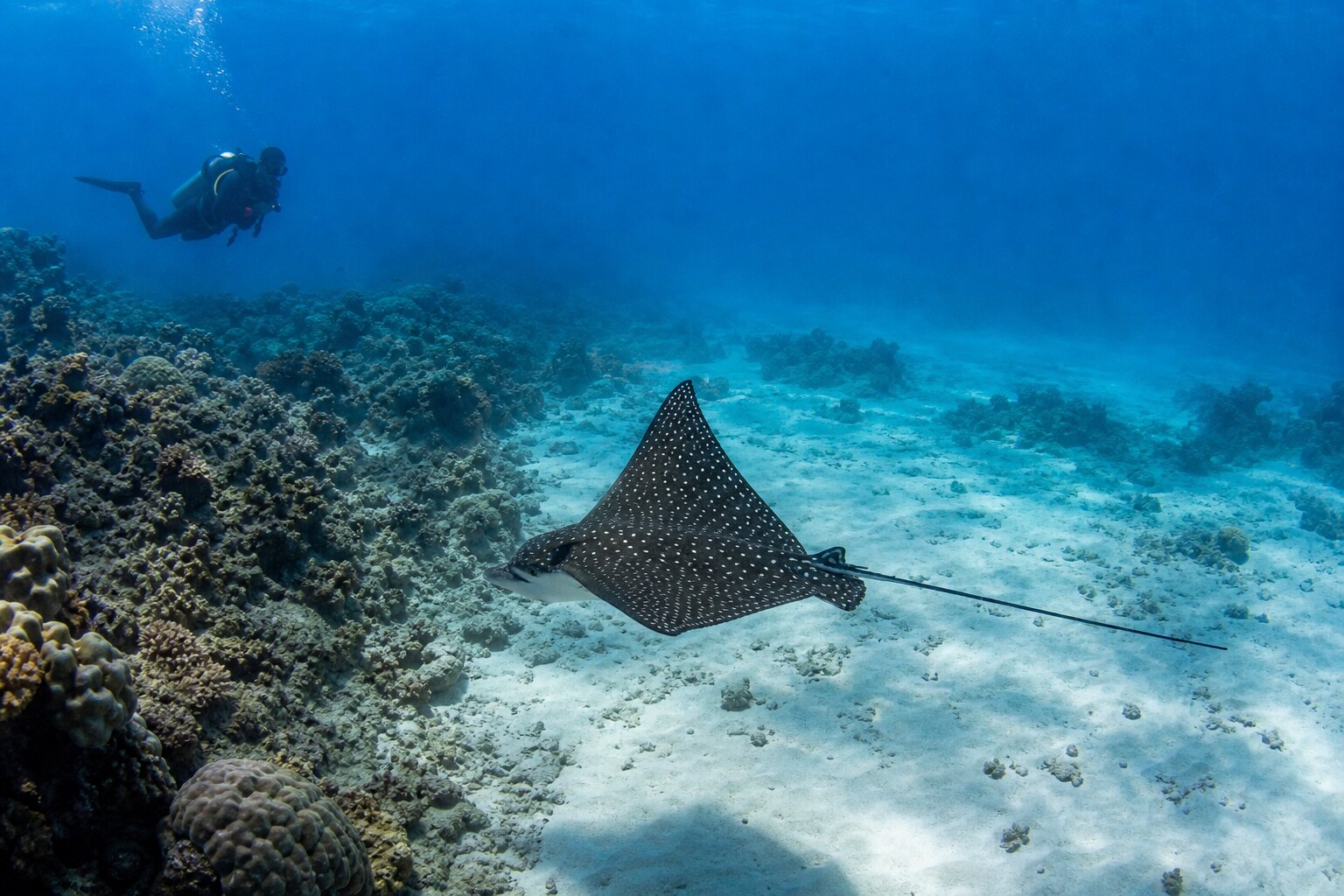 Spotted eagle ray gliding above a sandy Maldivian channel edge