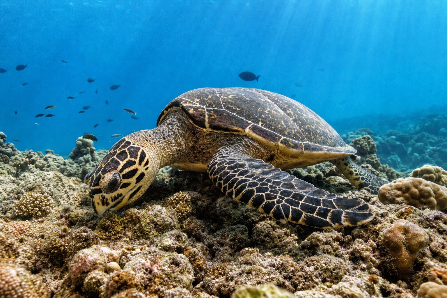 Hawksbill turtle feeding calmly on a Maldivian coral reef