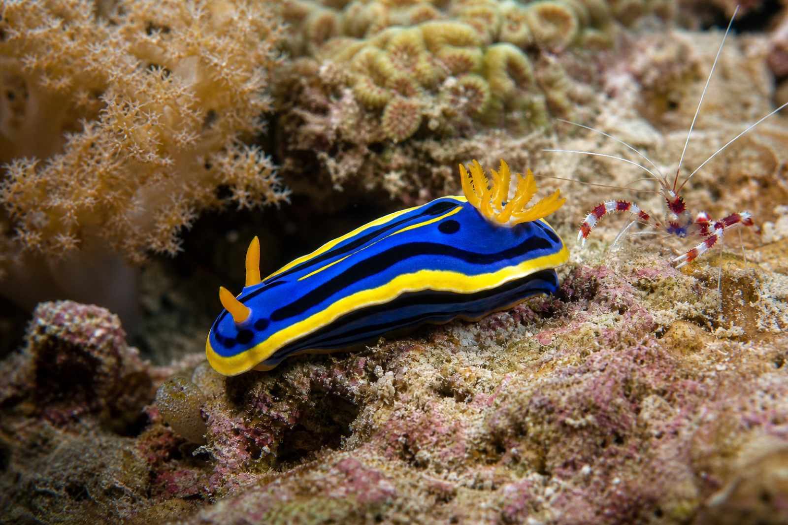 Blue and yellow nudibranch beside a cleaner shrimp on a Maldives reef