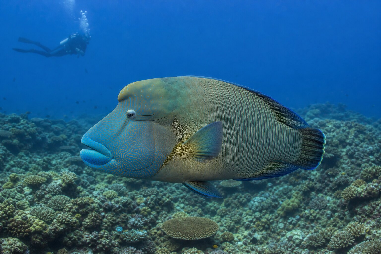 Adult Napoleon wrasse cruising beside a healthy Maldivian reef