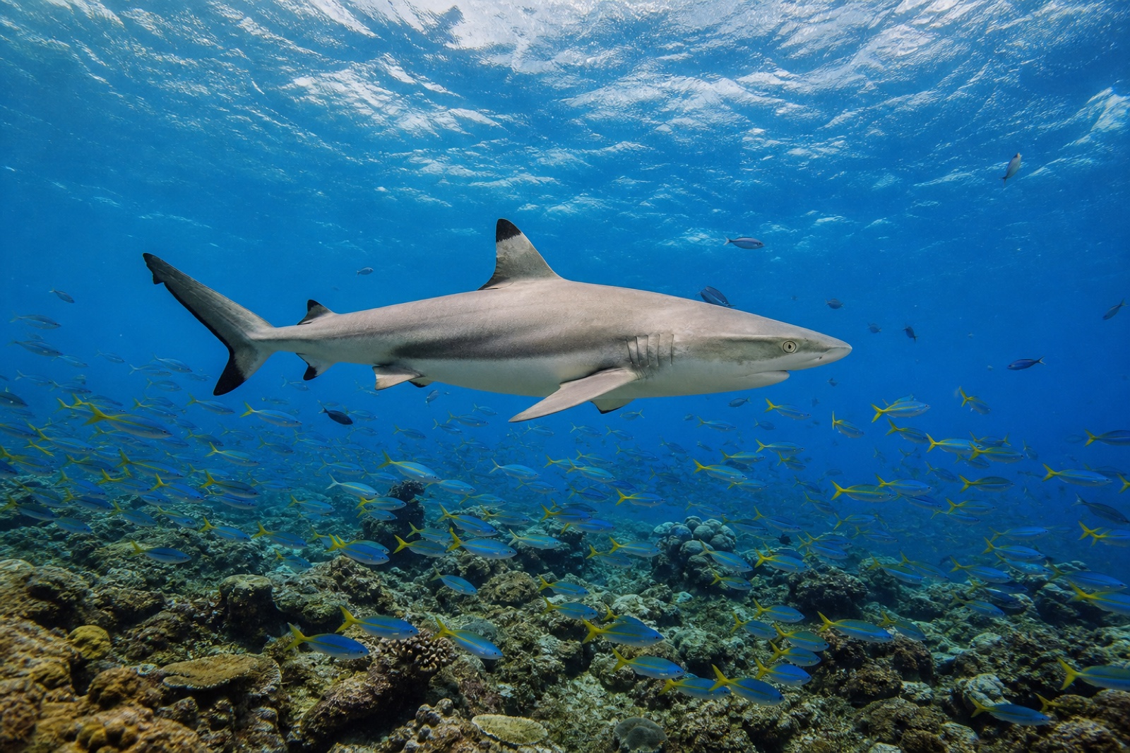 Grey reef shark cruising above a Maldivian channel reef and fusiliers