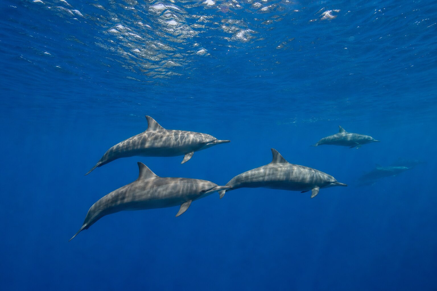Small pod of spinner dolphins travelling below the Maldives ocean surface
