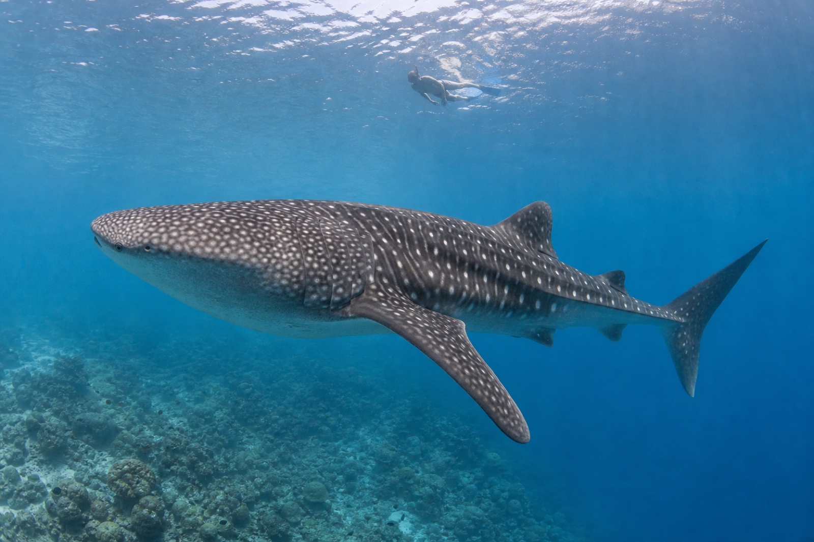 Whale shark cruising along a Maldives outer reef below a distant snorkeller